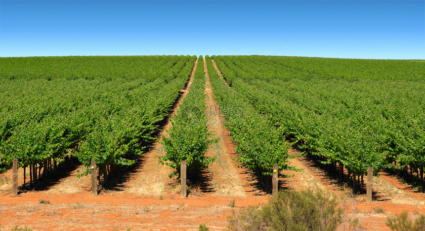 葡萄藤农业葡萄树叶绿色生长酒厂藤蔓农场地平线照片图片