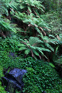 雨林植物蕨类树蕨遗产树木岩石照片世界背景图片