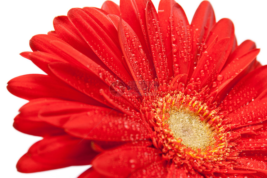 红色发红花花花瓶绿色格柏白色波纹宏观花瓣生长植物雏菊图片