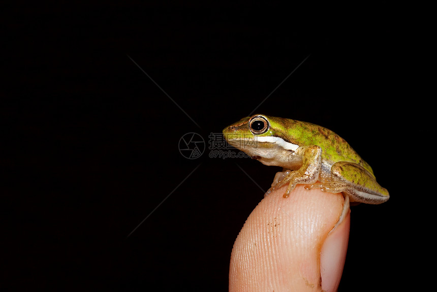 细小青蛙动物失误野生动物栖息照片宏观手指树蛙绿色两栖图片