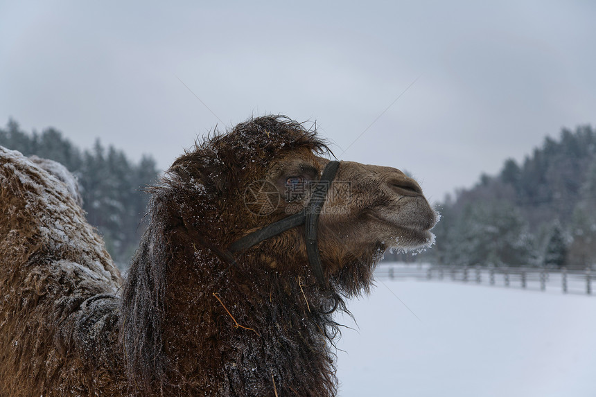 冬季冬冬骆驼动物园脖子单峰动物哺乳动物天气驼峰野生动物季节性牧场图片