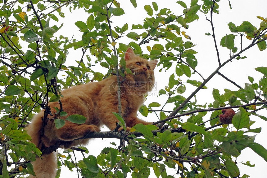 树上的猫爪子木头猫咪宠物晶须动物群叶子猫科动物树叶哺乳动物图片