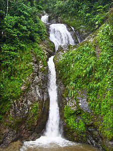 波多黎各植物森林树叶栖息地叶子热带雨林植被公园生态高清图片