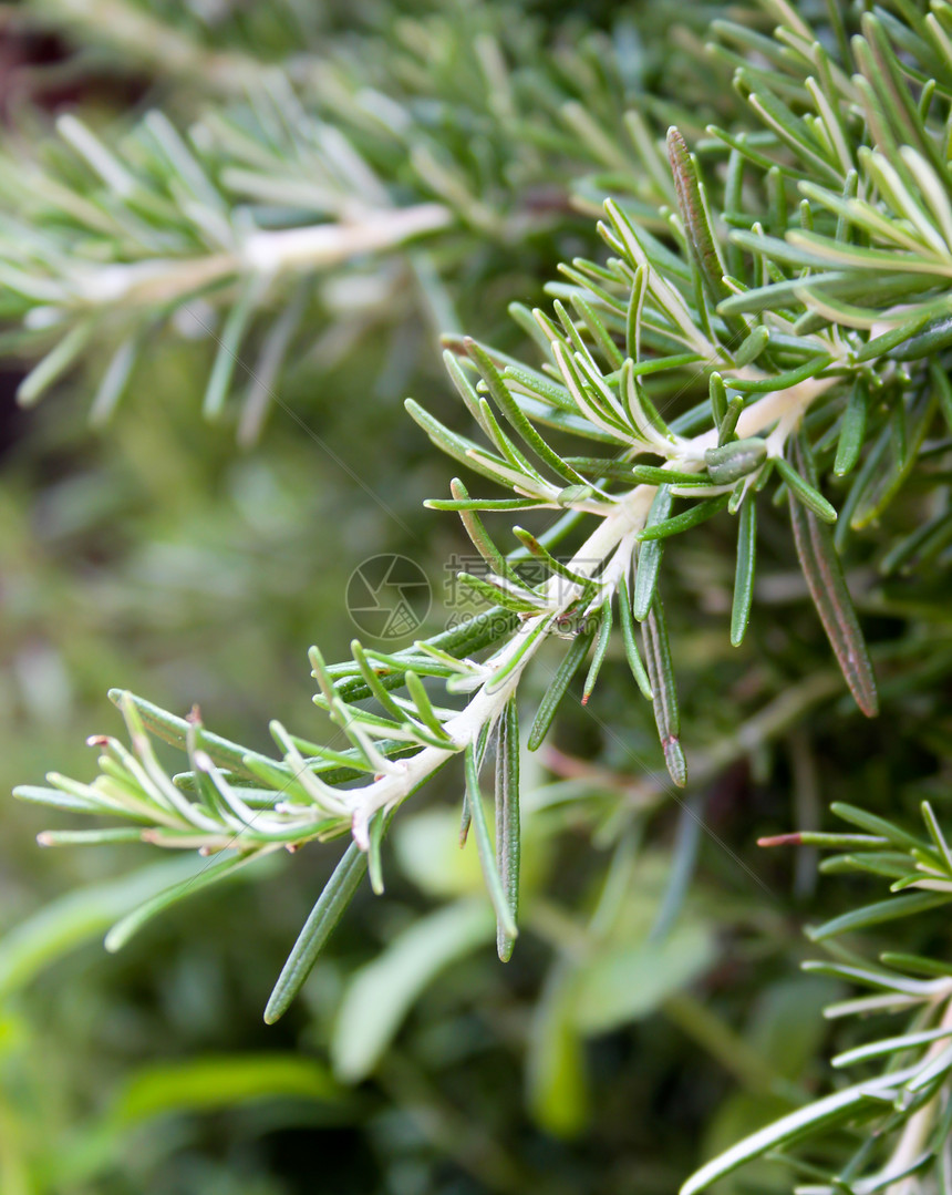 罗斯玛丽芳香灌洗品味植物学香葱绿色食物叶子香料香气图片