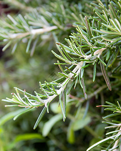 罗斯玛丽芳香灌洗品味植物学香葱绿色食物叶子香料香气高清图片