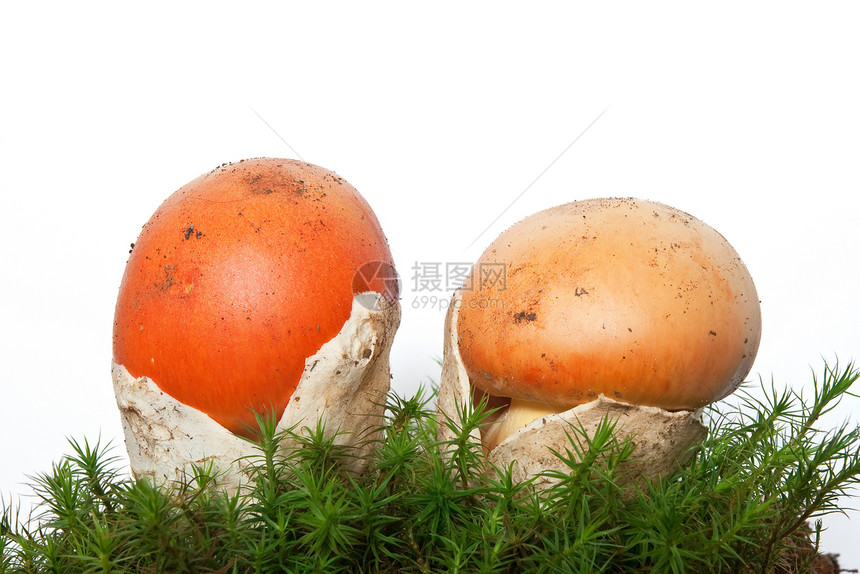 阿曼尼塔凯撒拉蘑菇红色戒指菌类橙子季节风景黄色毒蝇植物麝香图片