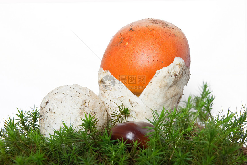 阿曼尼塔凯撒拉蘑菇植物戒指橙子板栗季节苔藓麝香毒蝇菌类图片