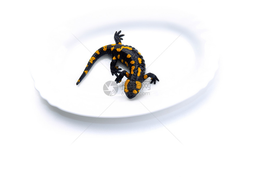 Salamander在盘子上图片