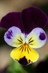 紫花花绿色植物群宏观植物黄色背景图片