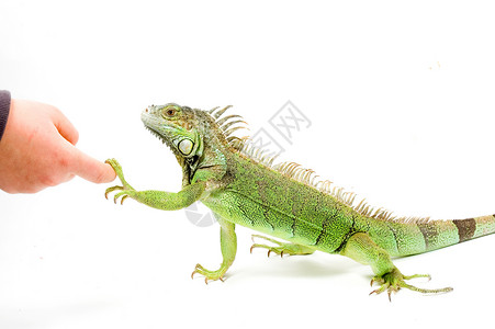 Iguana在握手高清图片