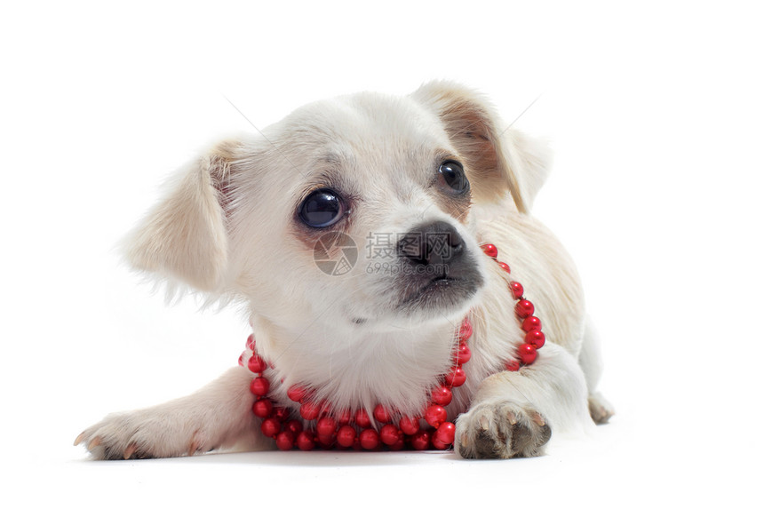 戴珍珠项圈的吉娃娃配饰动物犬类伴侣白色红色宠物珍珠工作室长毛图片