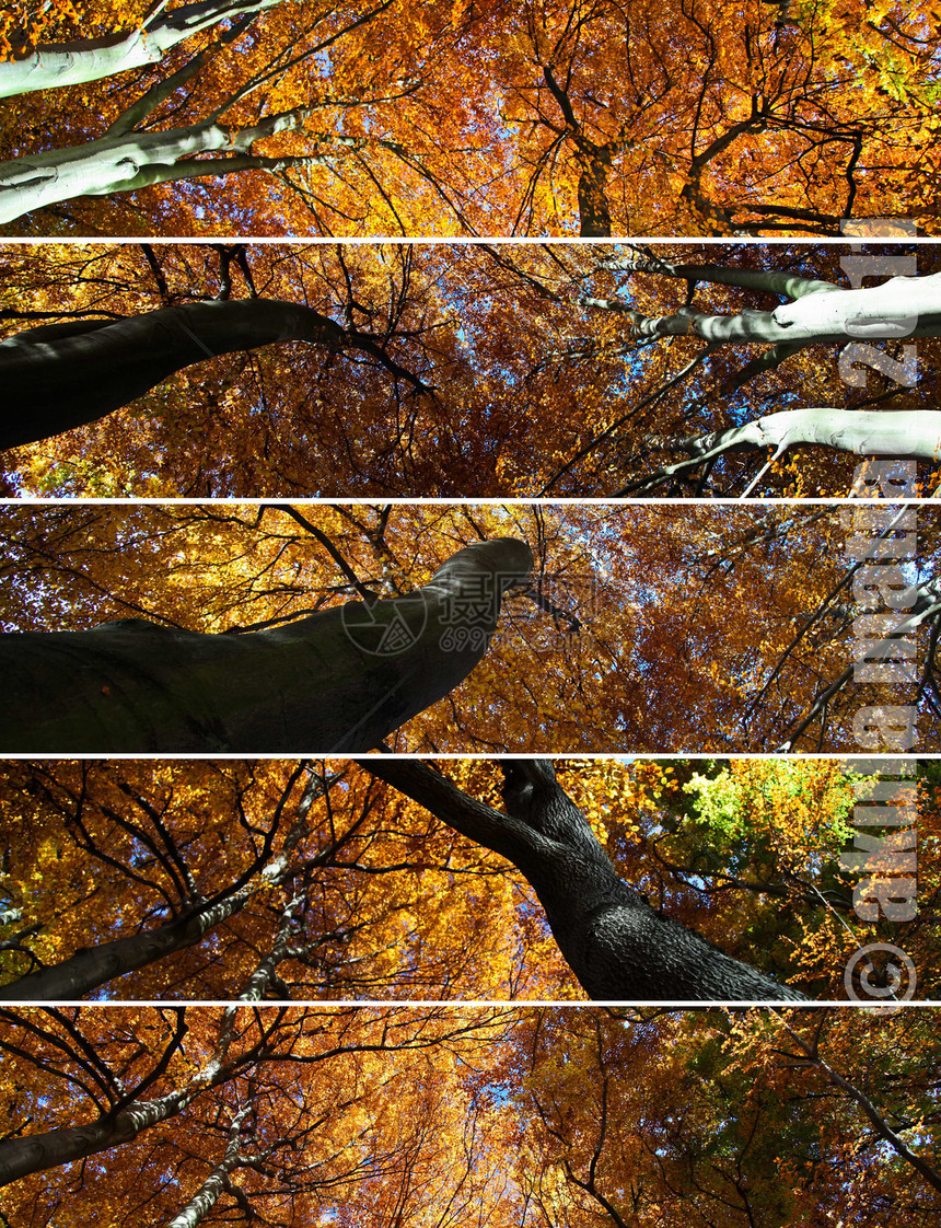 树冠拼凑图片
