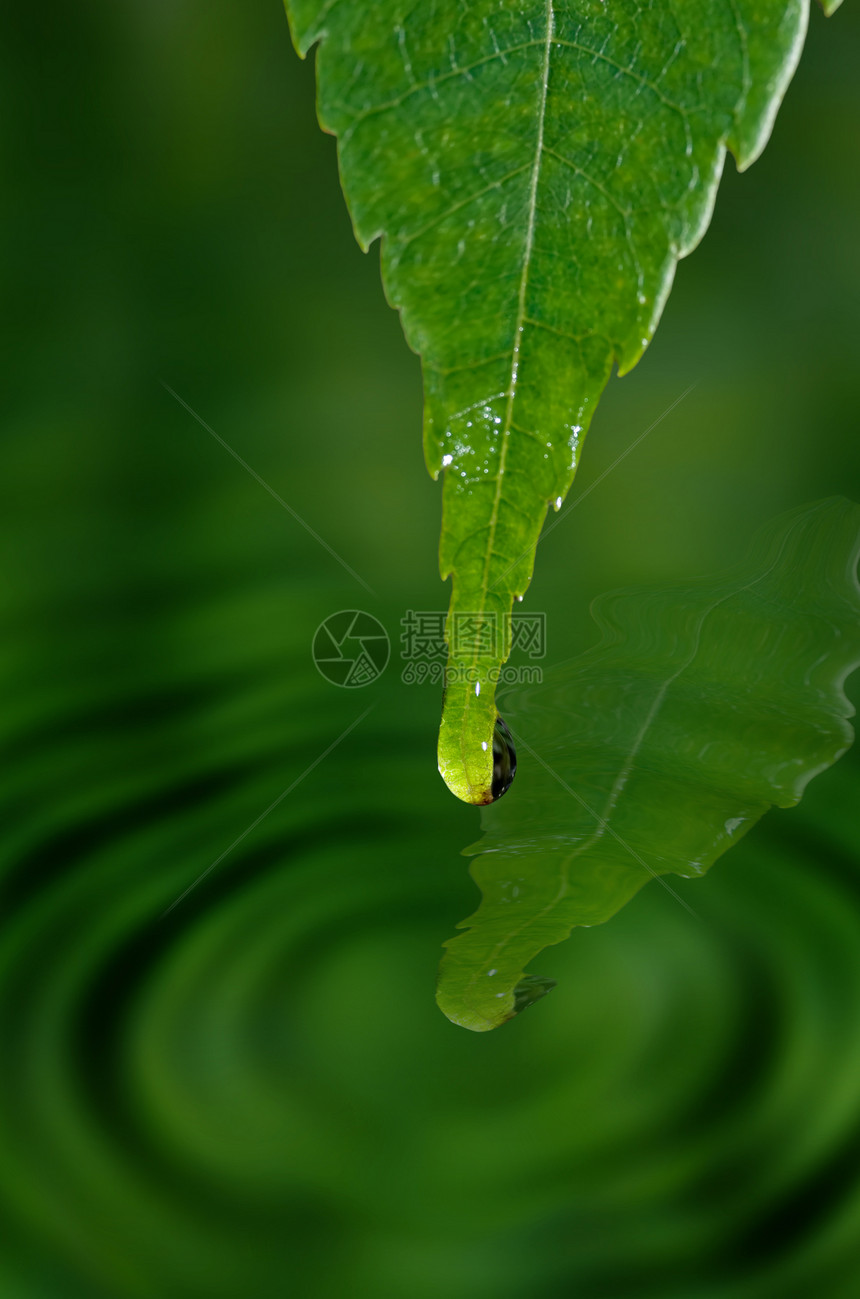 叶子上的水滴水池滴水植物波浪珠子池塘液体照片雨滴反射图片