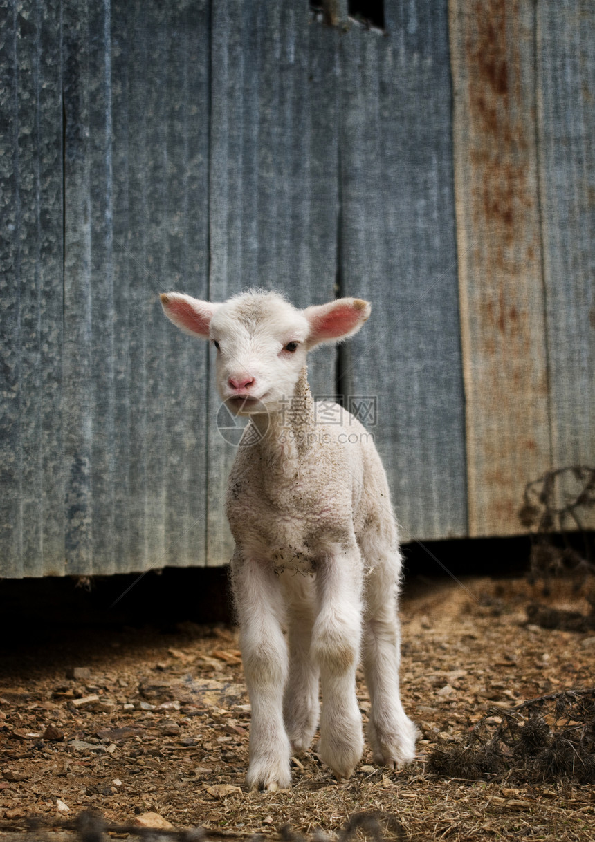 农场上的小羊羔家畜乡村婴儿国家动物农业图片