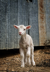 农场上的小羊羔家畜乡村婴儿国家动物农业背景图片
