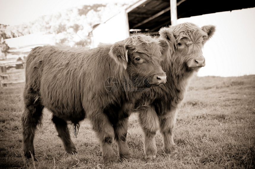 农场的高原牛动物乡村小牛高地农业国家农家院家畜图片