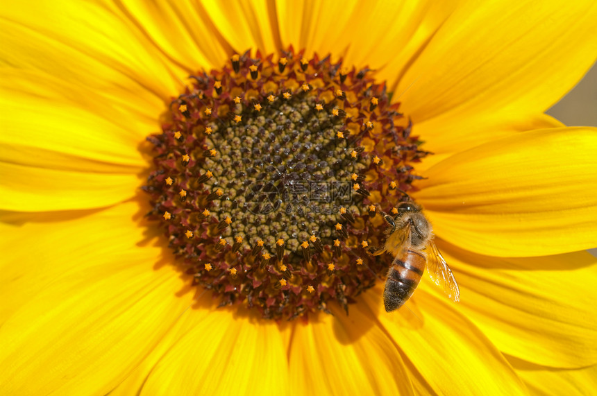 完美向日葵上的蜜蜂图片