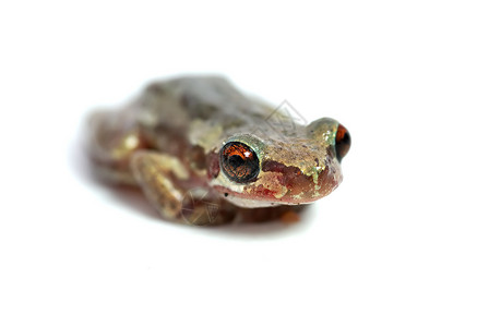小红眼树青蛙图片