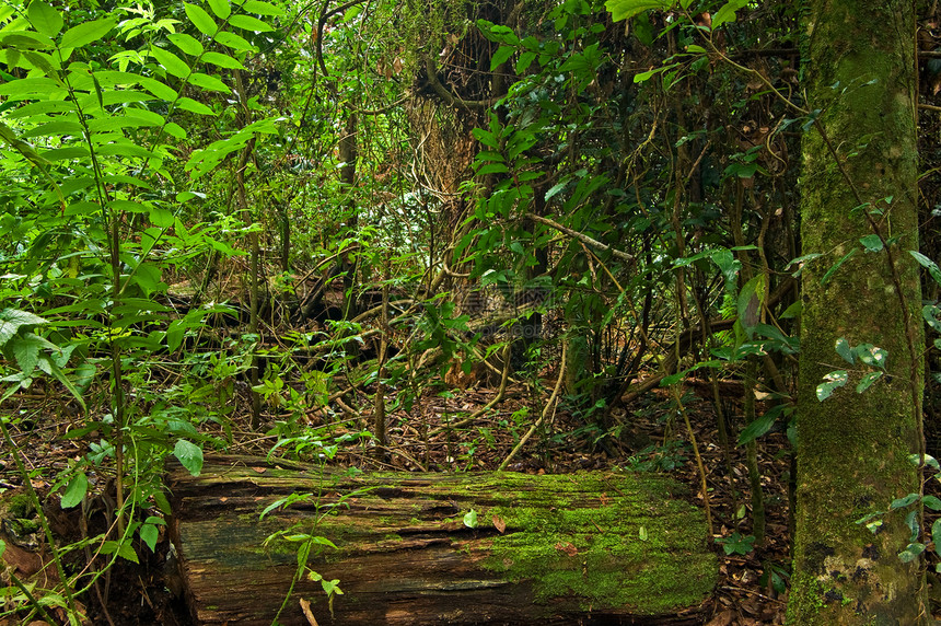 雨林环境遗产植物公园世界国家森林树桩树木苔藓图片
