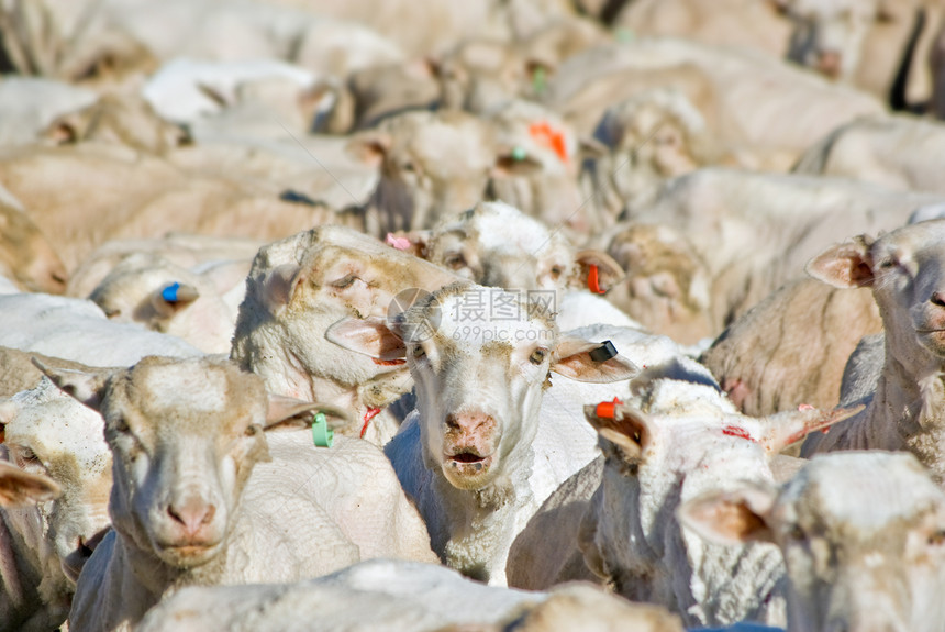 羊群的绵羊农场讲话团体羊毛农业图片