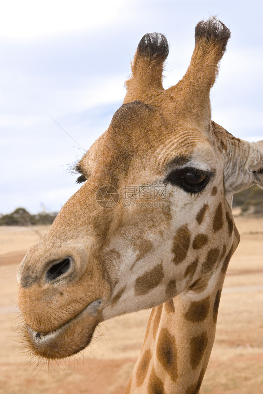紧贴的长颈鹿斑点动物高度照片眼睛图片