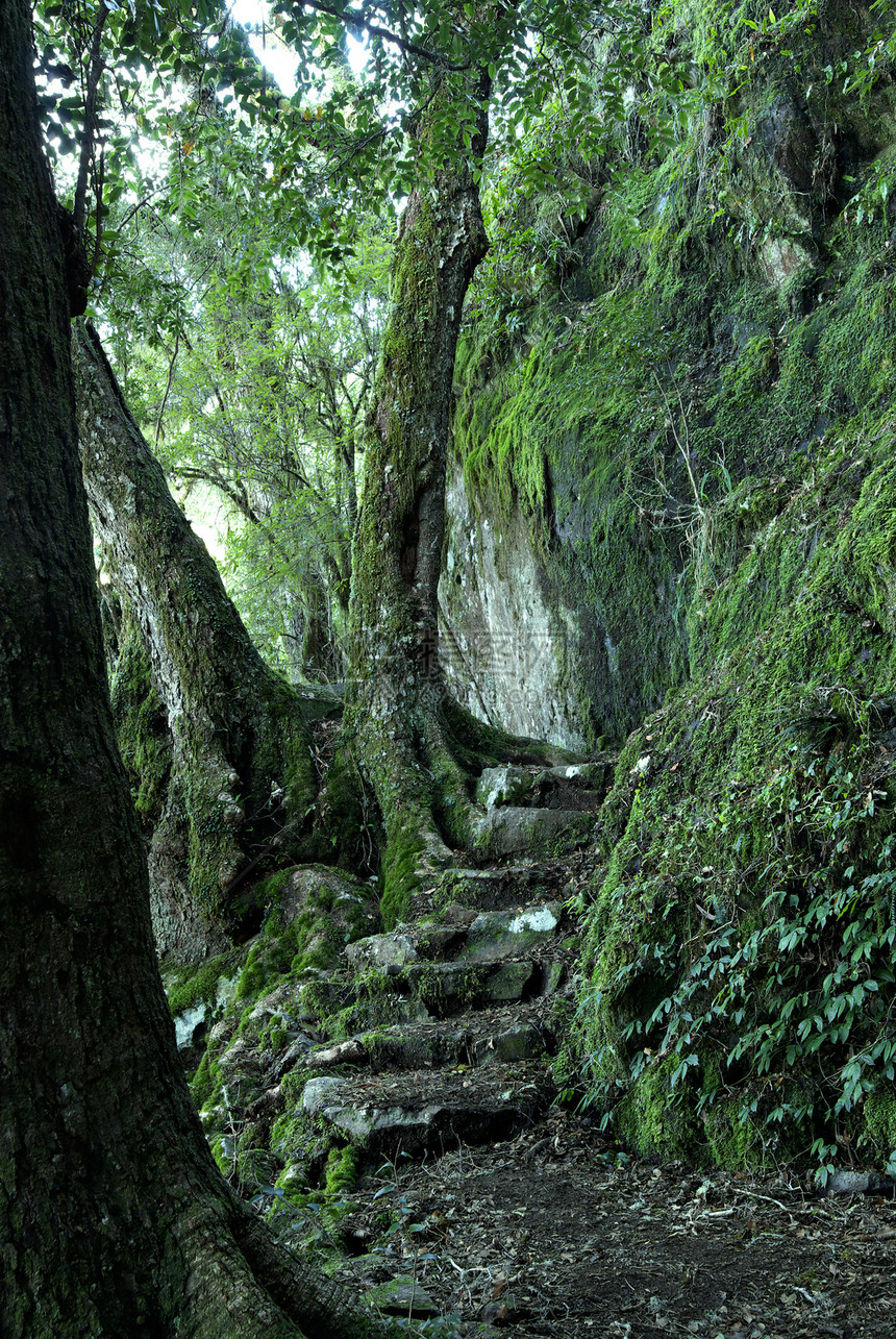 穿过雨林之路照片世界踪迹遗产脚步树木雨林小路荒野植物图片