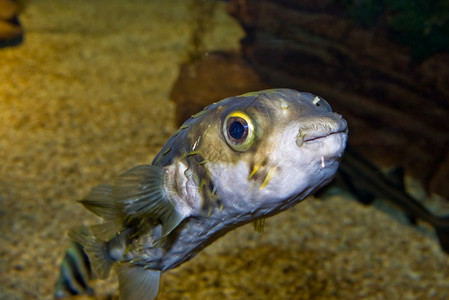 可爱鱼眼睛动物水族馆照片背景图片