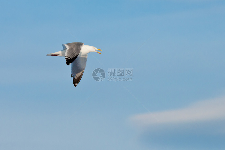 呼叫海鸥在蓝天飞翔观鸟成人鸟类鲱鱼海洋翅膀自由优美银色飞行图片