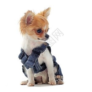 狗穿着夹克优雅外套高清图片