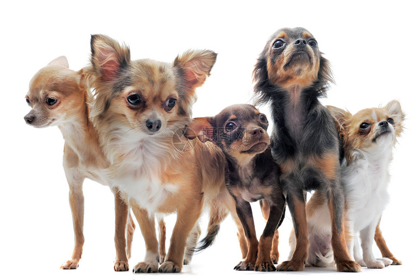 5个吉娃娃犬类宠物白色棕色工作室团体小狗伴侣动物图片
