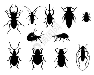 甲虫收藏集粉柱甲虫高清图片