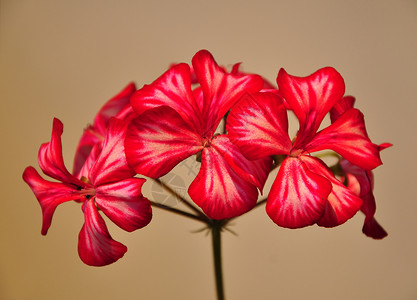 天竺葵花植物白色花园花瓣红色背景图片
