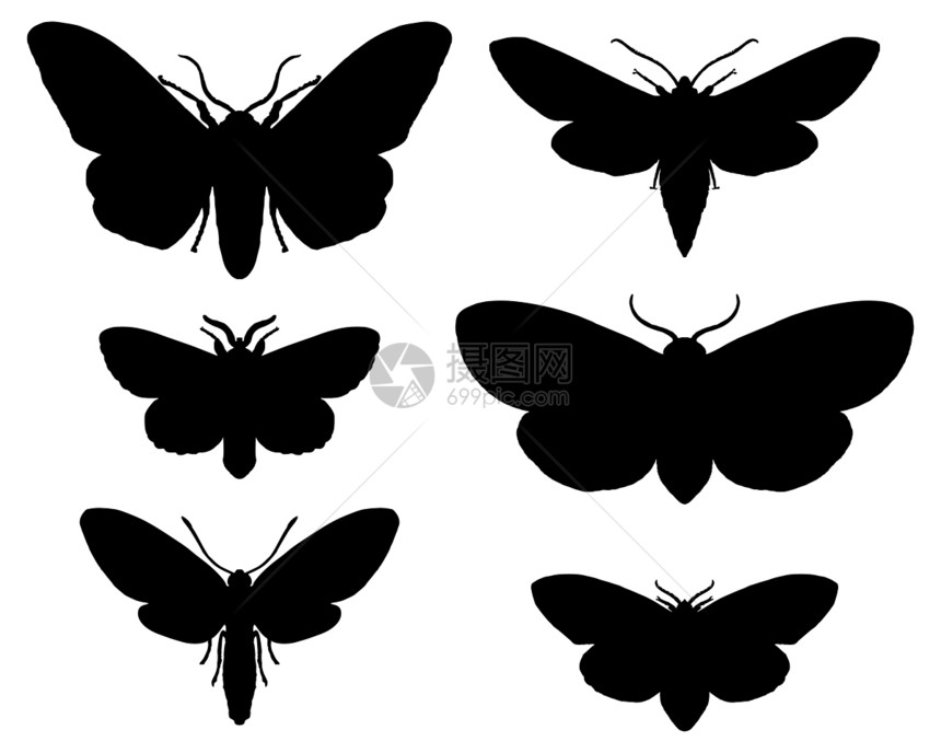 飞蛾收藏动物生物学蝴蝶臭虫昆虫插图昆虫学图片