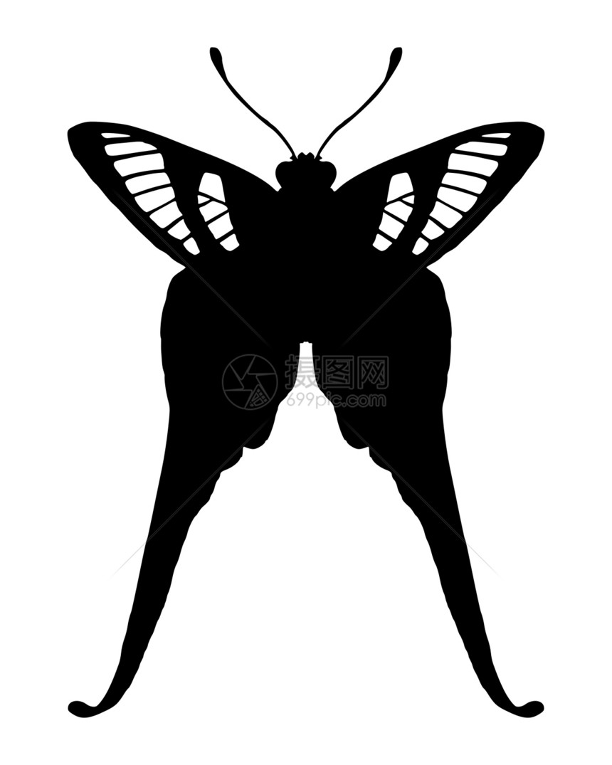 热带蝴蝶昆虫学生物学插图翅膀异国昆虫情调动物天线鳞翅目图片