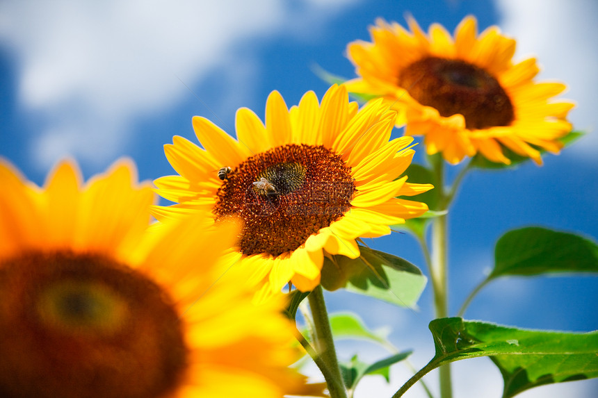 蓝天空上鲜向日葵作为背景草地叶子幸福国家橙子农场阳光植物群场景种子图片