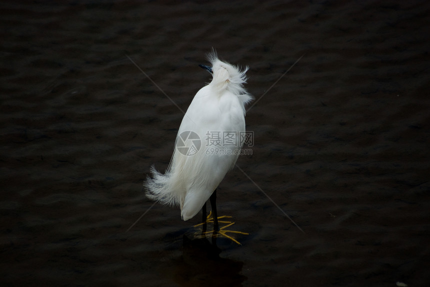 雪白雪绒毛液体公园野生动物白色羽毛动物荒野环境动物群图片