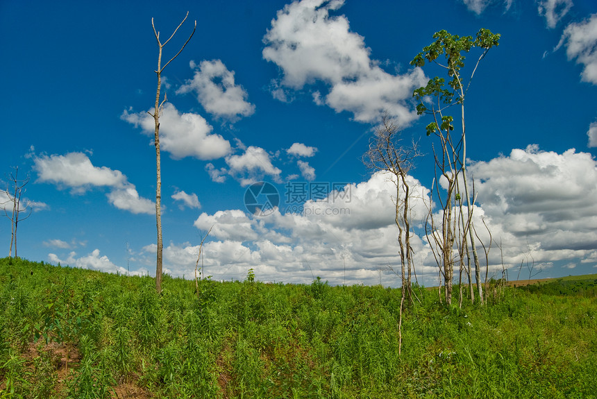 枯树太阳生物孤独砍伐地形环境植被种植园资源国家图片