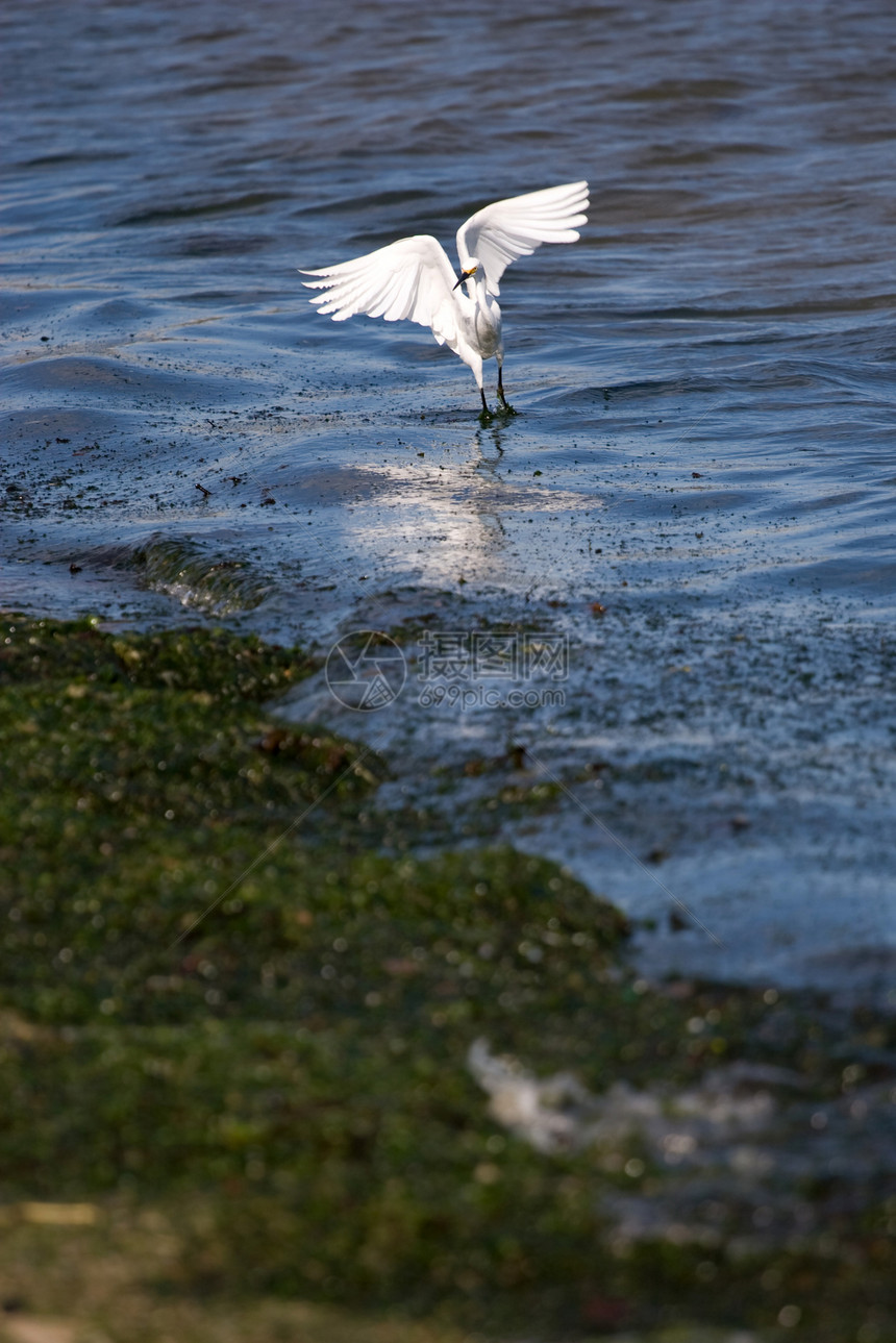 雪白雪翅膀清道夫湿地钓鱼海岸线猎人尾巴野生动物海滩海洋图片