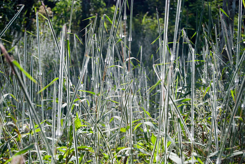 青草多样性植物植物学生物大草原草本牧场生态场地农业图片