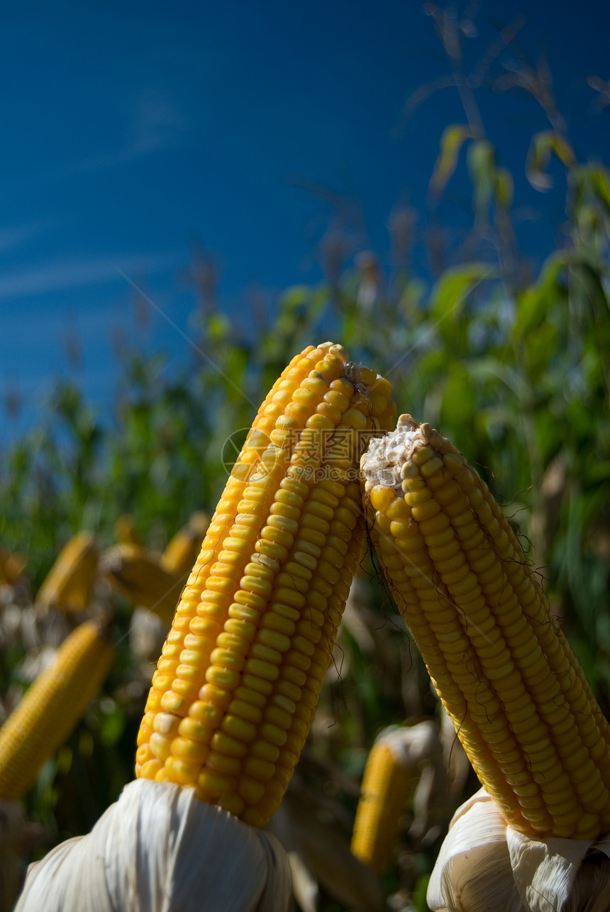 玉米作物生物学植被粮食种子农场环境植物群食物水果种植园图片