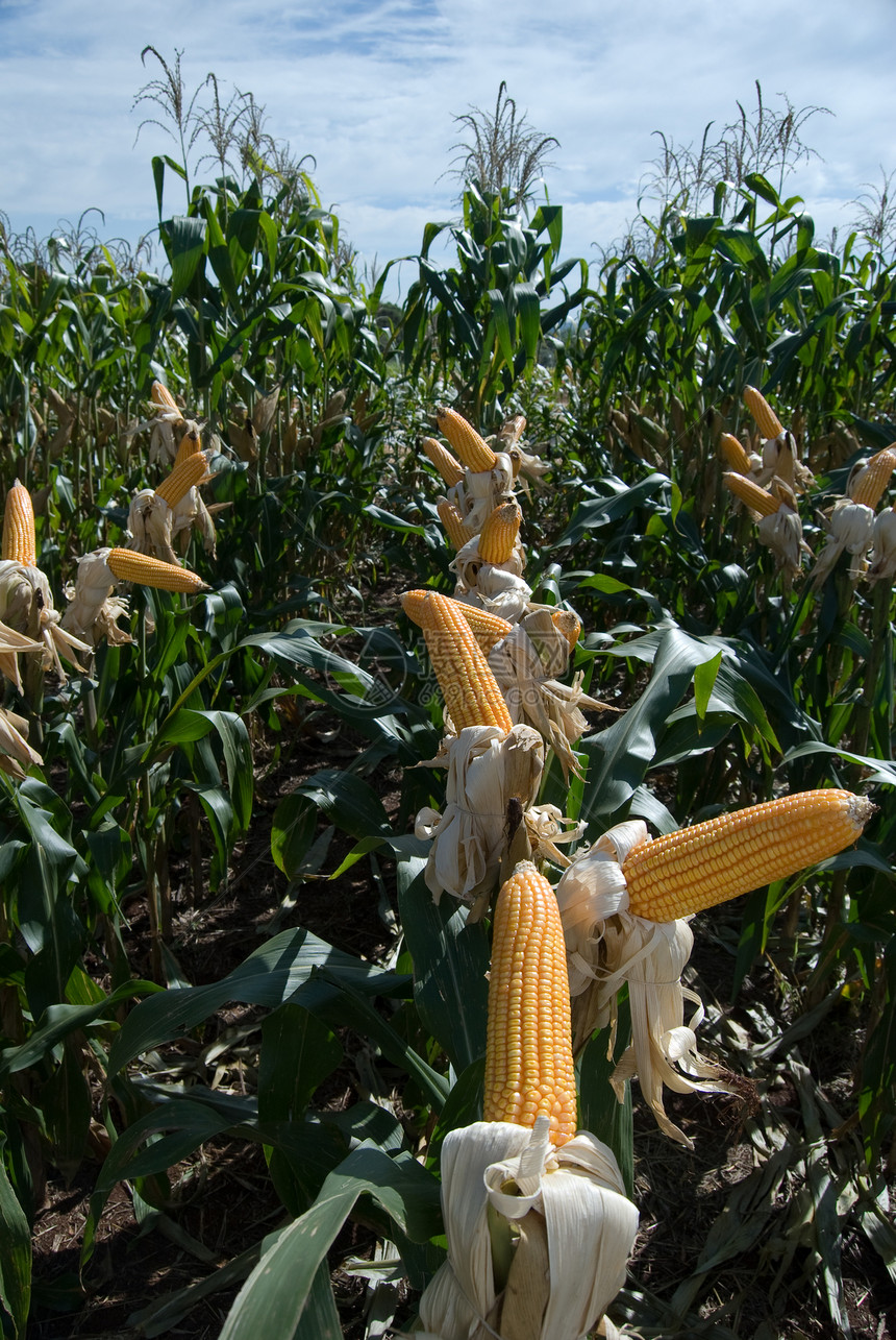 玉米作物植被谷物天空农田粮食环境食物植物生物学蔬菜图片
