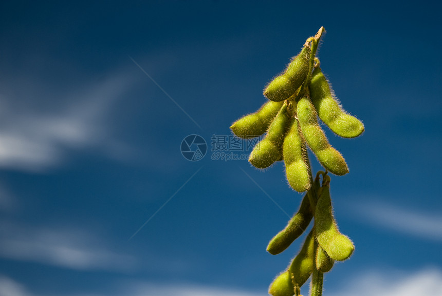黄豆环境粮食植物群叶子蓝色蔬菜水果种植园植物种子图片