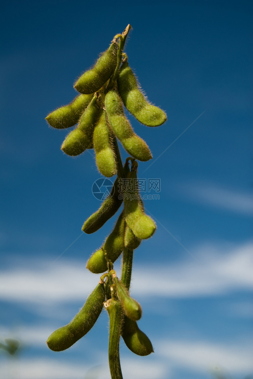 黄豆植物植被农场树叶生物学水果叶子大豆蓝色蔬菜图片