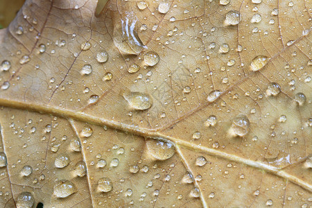 橡树叶上的滴水背景图片