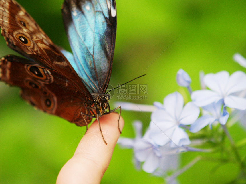 指尖上的蝴蝶图片