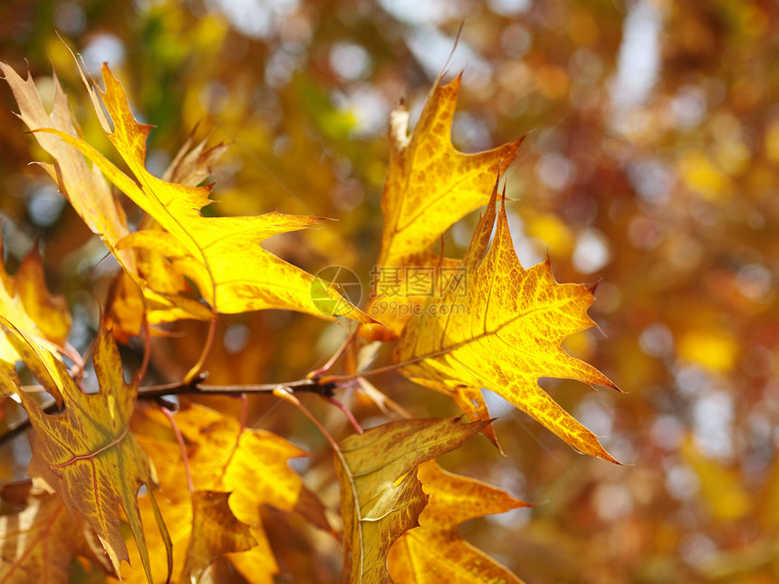 红橡树叶环境森林分支机构植物学生长叶子背景植物静脉黄色图片