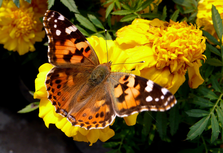 蝴蝶和鲜花荒野漏洞植物天线红色黄色橙子动物花园自然图片