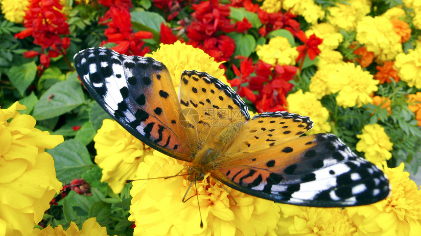 蝴蝶和鲜花漏洞动物绿色橙子杂色红色天线翅膀三叶草植物图片