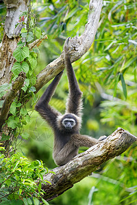 京巴卢Gibbon 猴子情调旅行公园树木丛林红树国家长臂猿隐藏异国背景