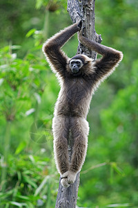 京巴卢Gibbon 猴子旅行国家红树异国情调树木长臂猿丛林隐藏公园背景